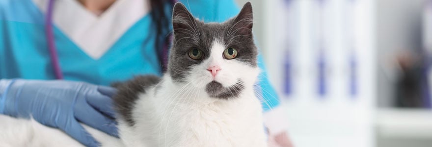 assurance santé pour chat